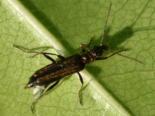 Oedemera flavipes